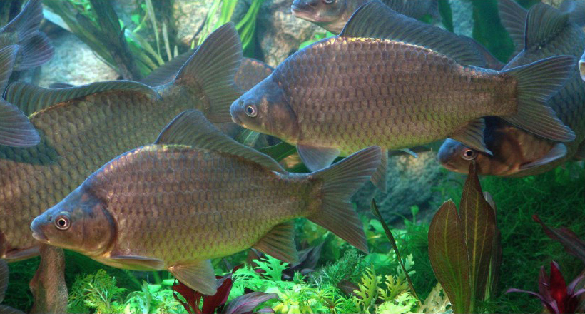 改良异源四倍体鲫鲤品系