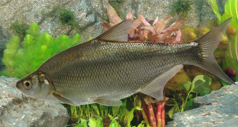 异源二倍体鲂鲌品系